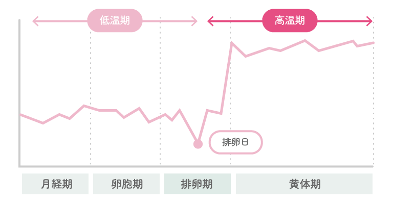 月経が起こる仕組みについての図表